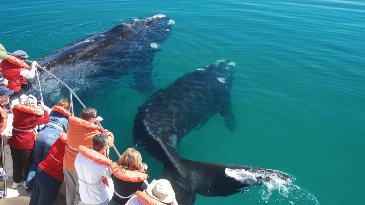 Avistajes de ballenas en Chubut: tres paseos imperdibles para hacer al volver de la excursión al mar.