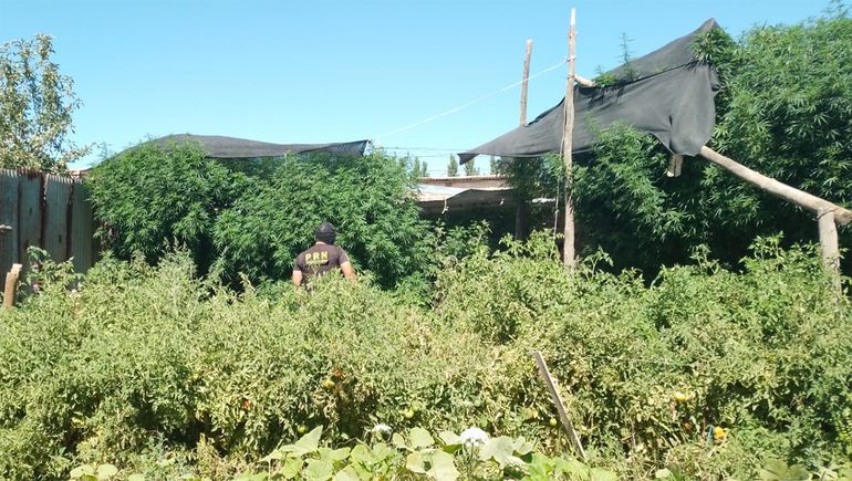 Por un denuncia anónima, encontraron una verdadera selva de marihuana