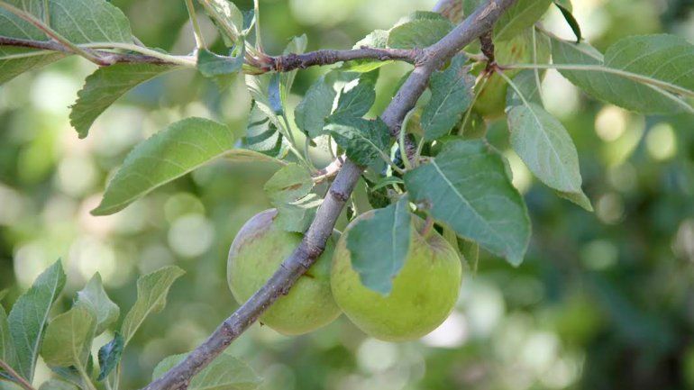A un paso de enviar fruta a las escuelas bonaerenses