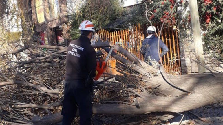 Por el viento, se cayó parte de un árbol en medio de la Alem