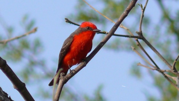 Buscan proteger por ley al Churrinche (Pyrocephalus rubinus), un ave que habita en Río Negro.