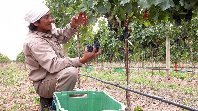 Hoy se festeja el Día del Trabajador Vitivinícola