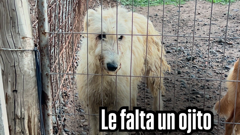 Existen 22 animales que necesitan asistencia médica, castraciones y recuperar su peso con alimentación acorde, el Municipio no gestionó nada de lo requerido.