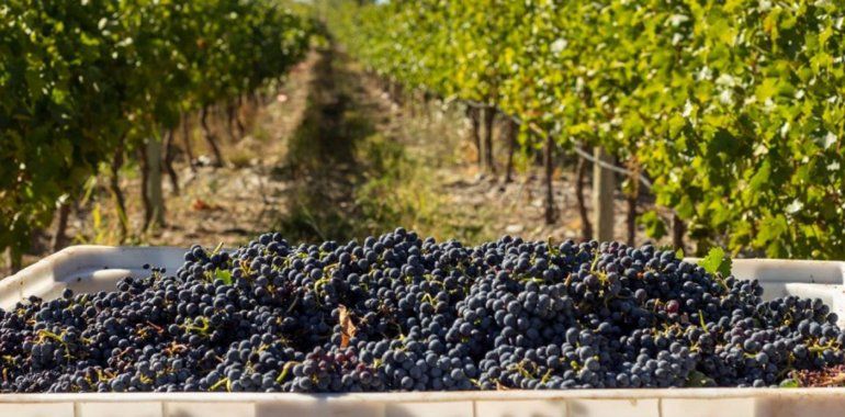 Mejora adicional de $540 millones para las exportaciones de vinos regionales