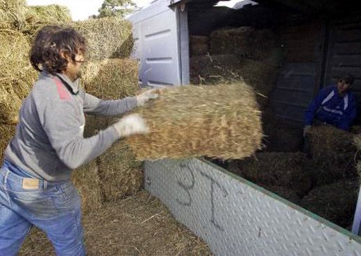 Odarda pedirá informe sobre la calidad de los fardos de pasto
