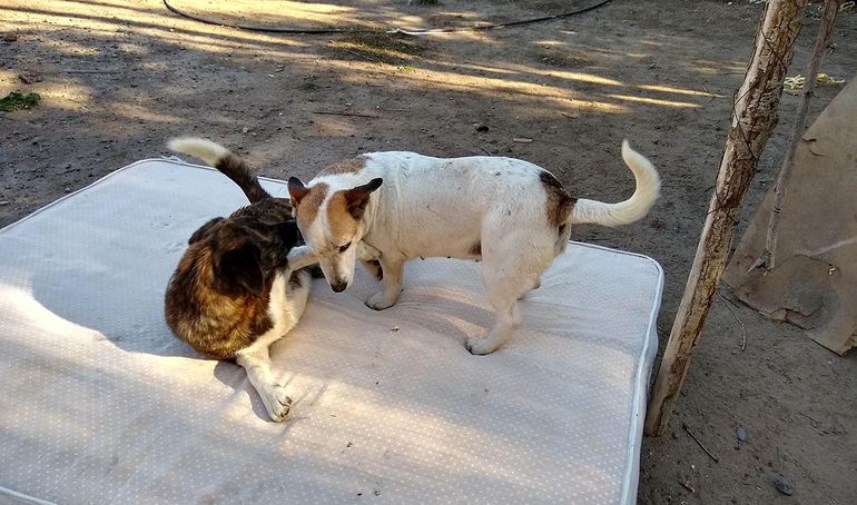 Quieren un único hogar para Cata y Oki, canes inseparables