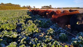 Con rindes que pueden superar las 40 toneladas de materia seca por hectárea, este cultivo está cambiando la ecuación económica de numerosos planteos ganaderos. | LMCipolletti.com Con rindes que pueden superar las 40 toneladas de materia seca por hectárea, este cultivo está cambiando la ecuación económica de numerosos planteos ganaderos.