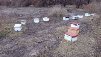ladrones... ¡de abejas!: tras una recompensa, el apicultor damnificado recupero las colmenas