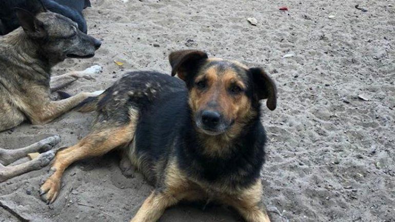 Promoverán en jardines la adopción de mascotas