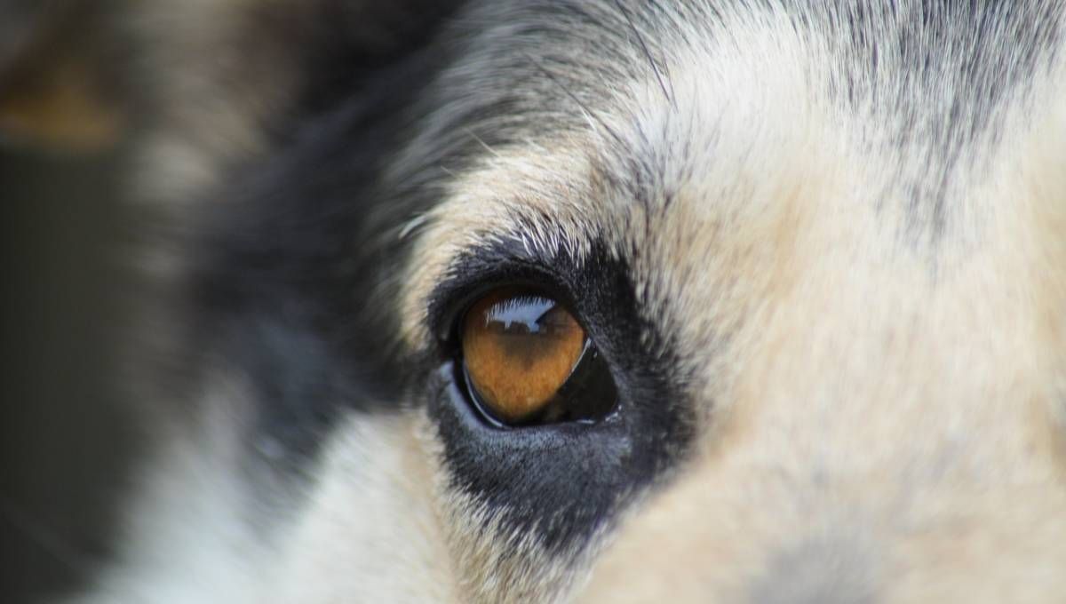 Un hombre de Villa Regina fue denunciado por crueldad animal y deberá pagar una multa de 50 mil pesos.&nbsp;