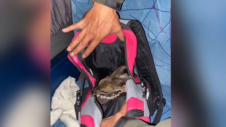 El insólito momento en que los gendarmes encuentran al ciervo en una mochila.
