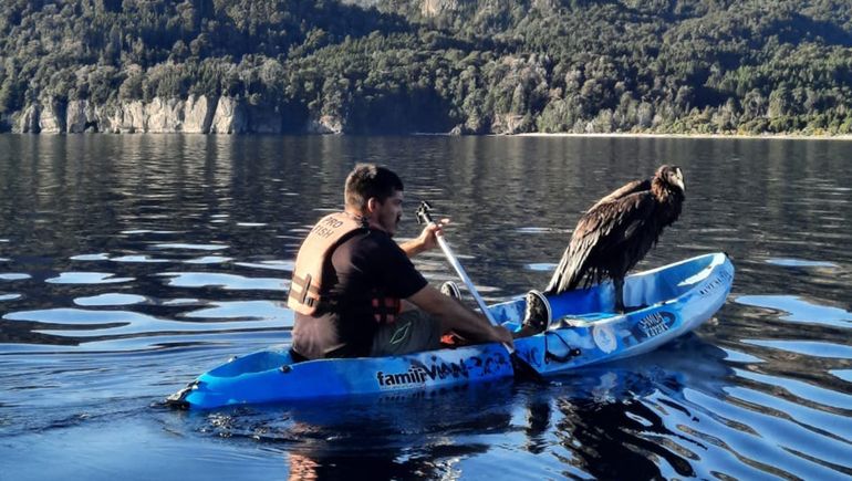Emocionante: rescataron un cóndor que cayó en el lago Traful