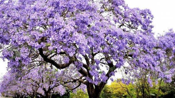 Quieren salvar las chacras de la ciudad con el árbol mágico