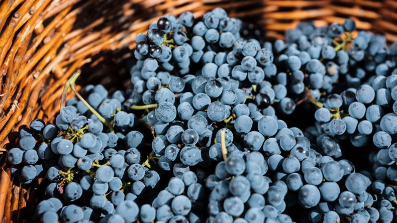 Argentina 10,7 mhl: líder indiscutido de Sudamérica por volumen estable. | LMCipolletti.com Argentina 10,7 mhl: líder indiscutido de Sudamérica por volumen estable.