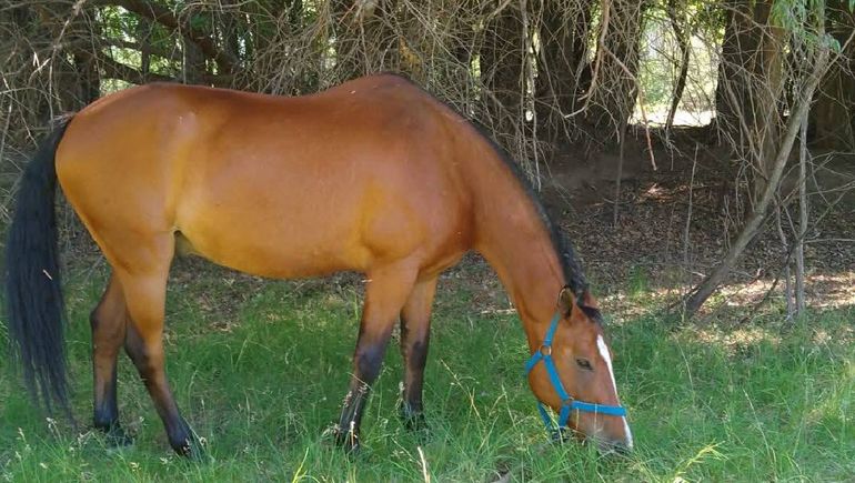 Lorenzo, el caballo que fue robado y faenado en la zona rural de Roca.