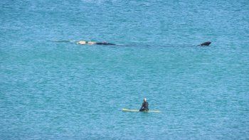 La ballena franca austra pasó a cerca distancia del surfista en Las Grutas. 