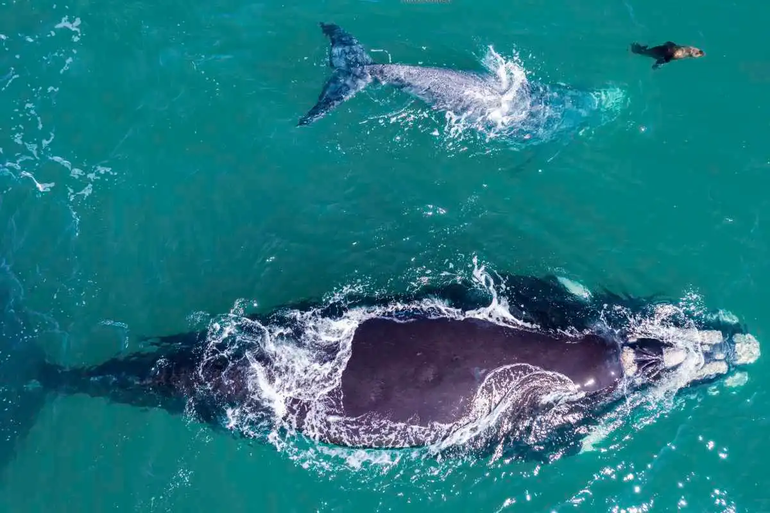 El simpático nado del Lobito junto a las ballenas. Hacete amigo. Foto captura de video.
