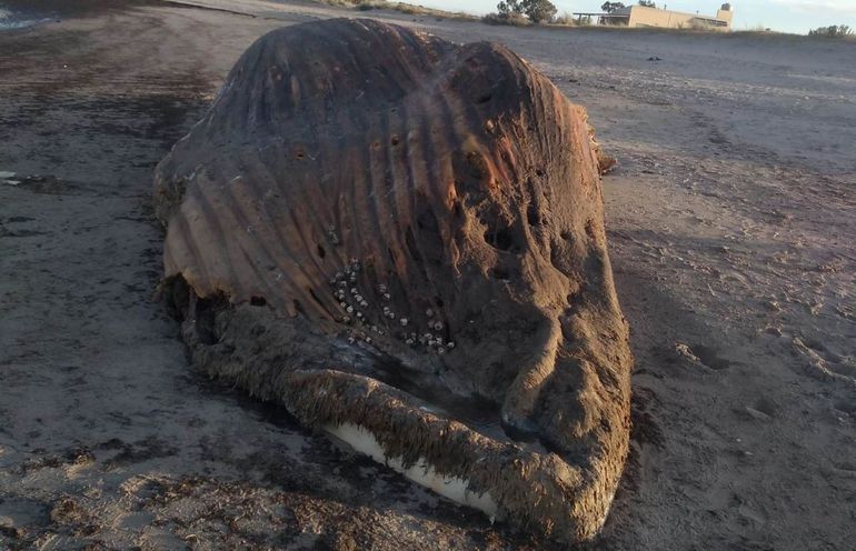 Una ballena se pudre al sur de Las Grutas e inquieta a los vecinos