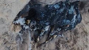 El caballo muerto y quemado en la Isla Jordán.