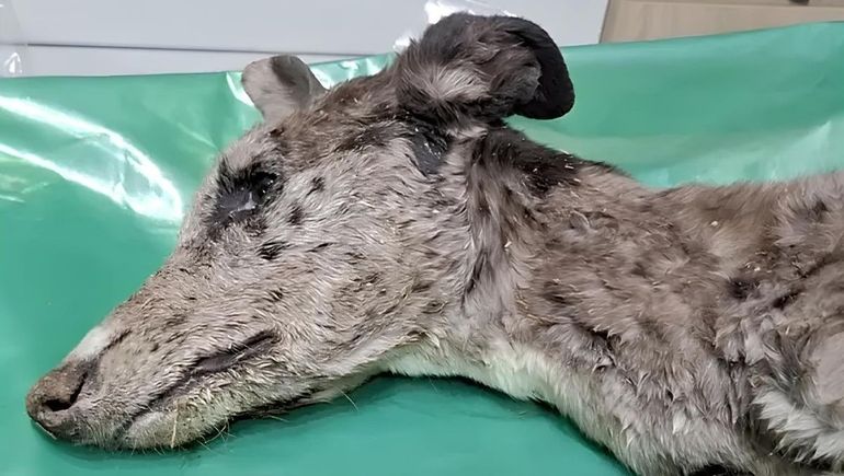 Uno de los perros secuestrados en la Isla Jordán