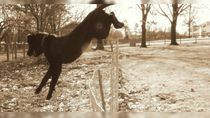 Deberá dar en adopción a sus mascotas: la inédita resolución judicial tras quejas en Río Negro.