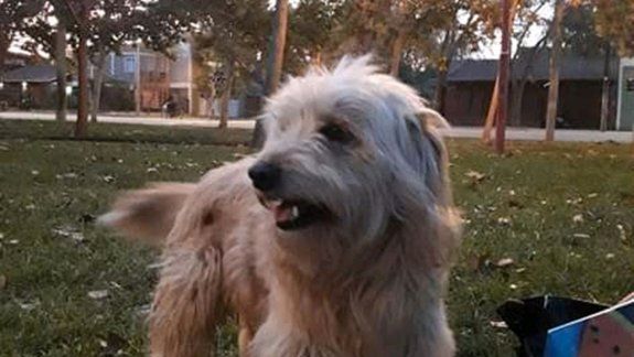 Aparecieron perros envenenados en el barrio Mercantiles