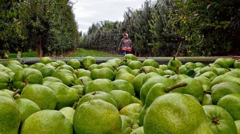 La suba de los precios internacionales compensó la baja en los volúmenes exportados y permitió sostener la rentabilidad de las empresas frutícolas argentinas. | LMCipolletti.com La suba de los precios internacionales compensó la baja en los volúmenes exportados y permitió sostener la rentabilidad de las empresas frutícolas argentinas.