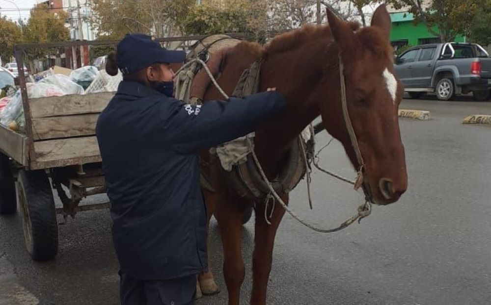 La policía interceptó a don Martín en Naciones Unidas y Nicaragua, y le secuestró a su caballo Baltazar.&nbsp;