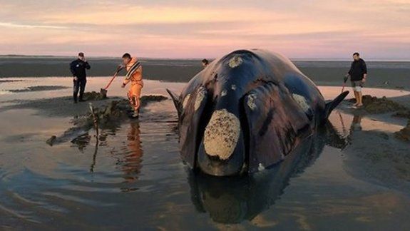 Intenso operativo para rescatar a una ballena varada en la costa rionegrina