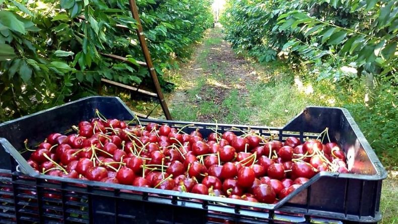 Las exportaciones argentinas de cerezas se desplomaron casi 40% por los problemas climáticos. Sin embargo, el ranking de empresas dejó una gran sorpresa en la cima. | LMCipolletti.com Las exportaciones argentinas de cerezas se desplomaron casi 40% por los problemas climáticos. Sin embargo, el ranking de empresas dejó una gran sorpresa en la cima.