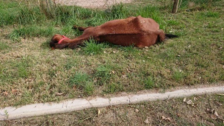 Vecinos encontraron una yegua desnutrida y le salvaron la vida