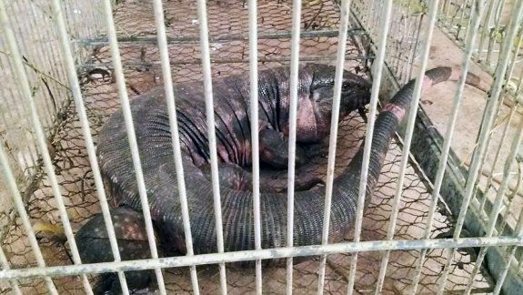Extraña aparición: abrieron la puerta de su casa y se les metió un lagarto