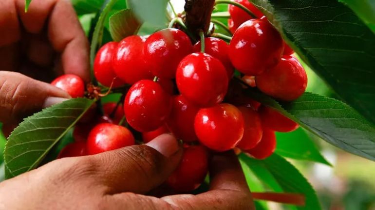 Por primera vez, la jornada nacional de cerezas se realizará en Río Negro