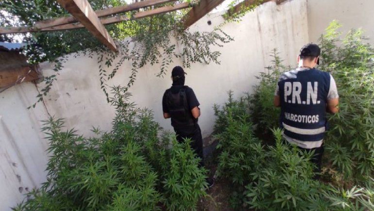 Tenía 50 plantas de marihuana en el patio de su casa y un arma