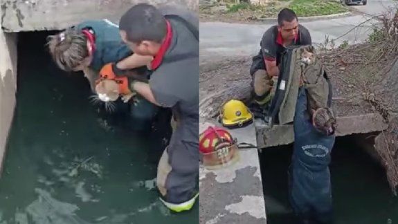 Bomberos rescataron a un gato atrapado abajo de un puente