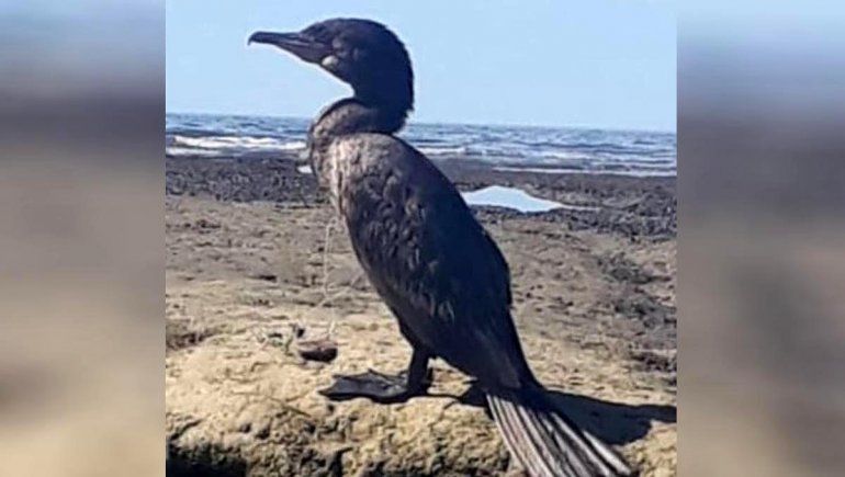 Las Grutas: intentan liberar a un biguá enredado con una tanza