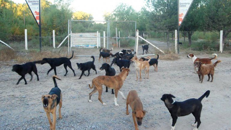 Comenzará en febrero la Campaña de Castración y Esterilización de Mascotas.&nbsp;