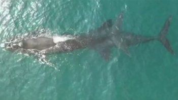 mira el romantico encuentro entre dos ballenas 