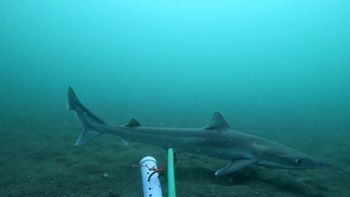 ¿son un peligro? detectaron cinco especies de tiburones frente a la costa rionegrina