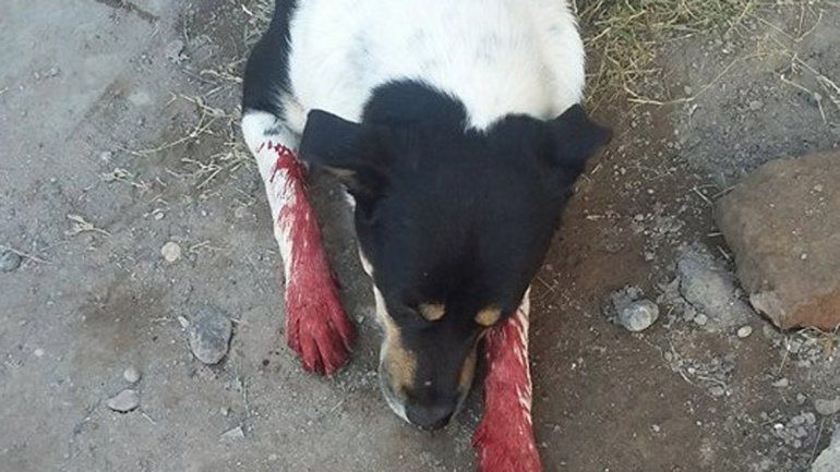 El animal sufrió una herida grave y murió poco después.