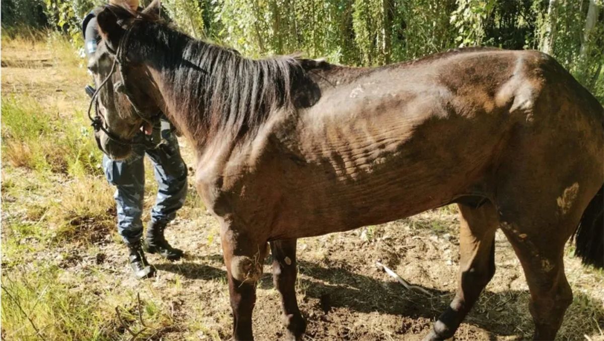 Rescataron a un caballo en completo estado de abandono