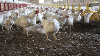Gallina: La economía circular transforma el guano en fertilizante