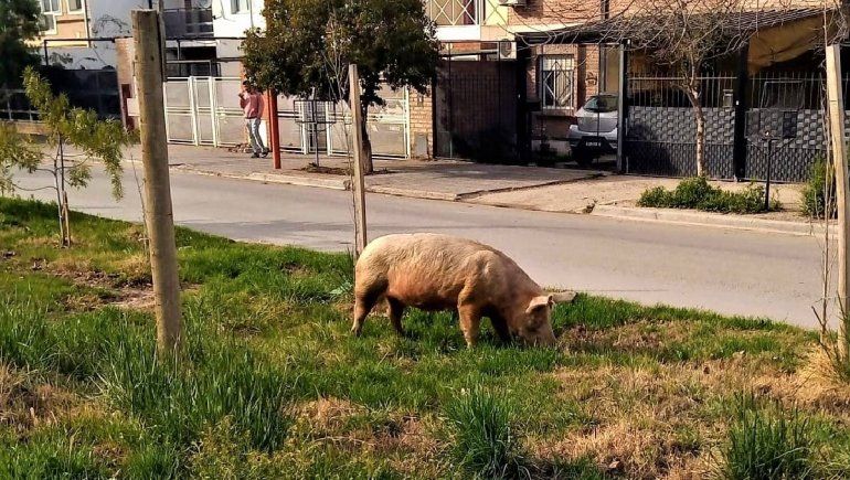 No sólo caballos y perros sueltos andan por la ciudad