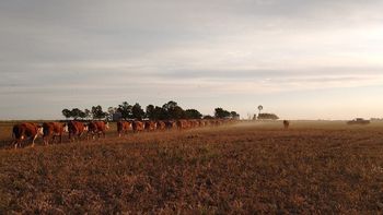 En Río Negro se superaron las 38.900 cabezas procesadas. Foto: Gentileza.