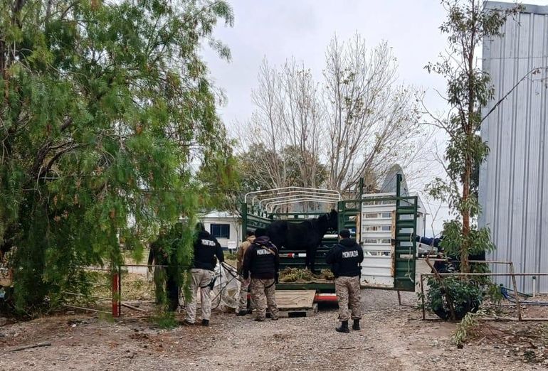 El área de Ganadería de la provincia dispuso el secuestro y traslado a una chacra con atención veterinaria. El área de Ganadería de la provincia dispuso el secuestro y traslado a una chacra con atención veterinaria.
