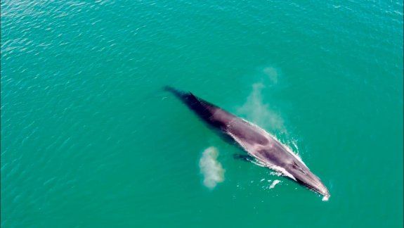 La ballena sei que apareció y el agua verde turquesa del golfo San Matías. Foto gentileza Nicolás Cetra.&nbsp;