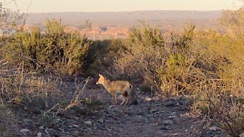 liberaron a un zorrito que habian atropellado en el chocon