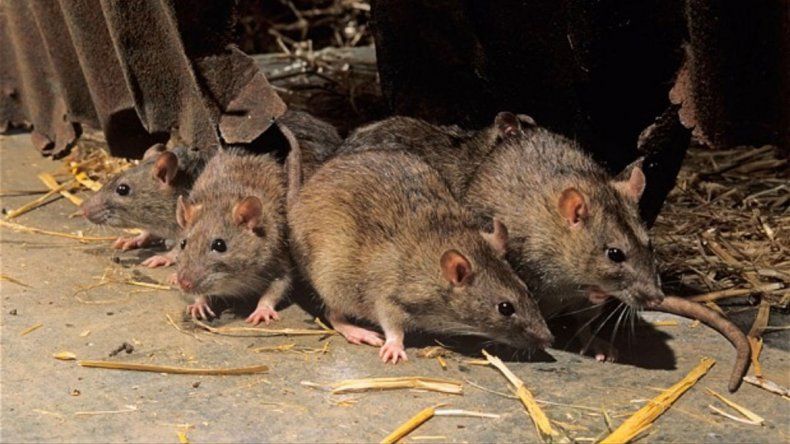 Qué significa soñar con ratas