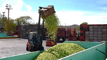 Las pérdidas productivas, estimadas en torno al 20% para la pera y superiores al 30% en algunas variedades de manzana, comenzaron a reflejarse con fuerza en las estadísticas de industrialización.