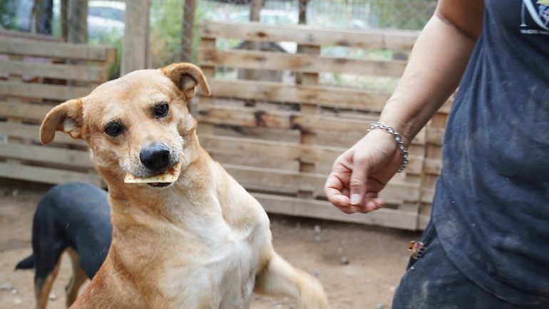 La jornada solidaria se llevará a cabo de 10 a 14 horas